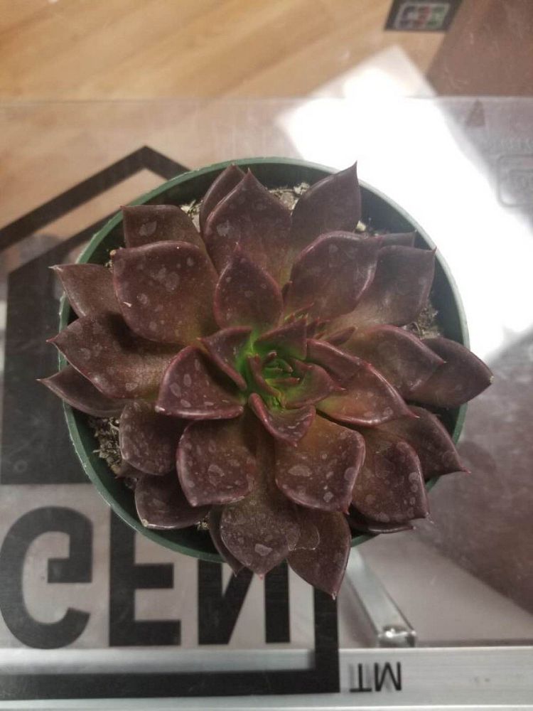 succulents-assorted