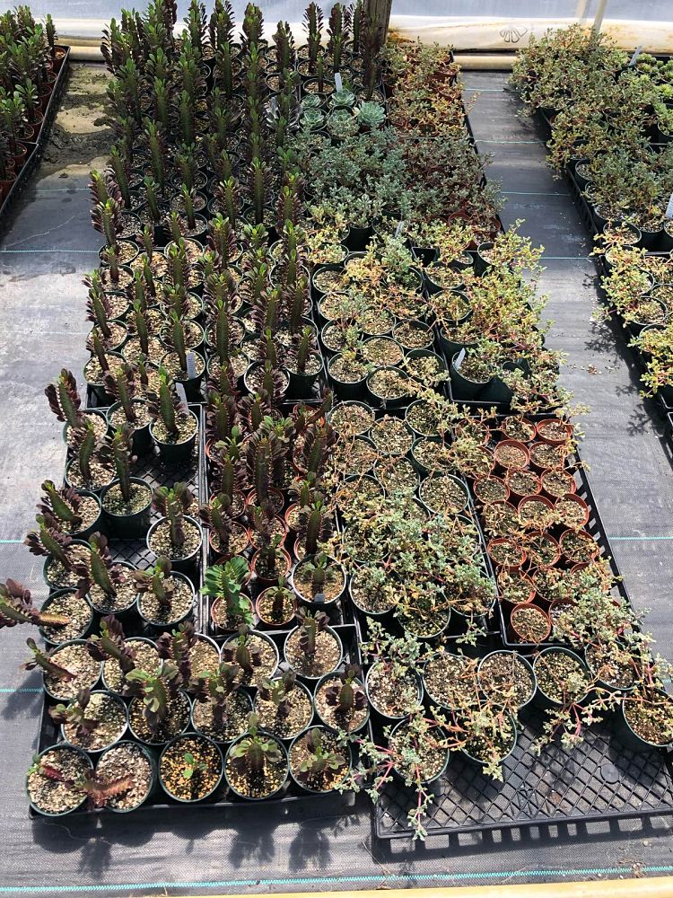 succulents-assorted