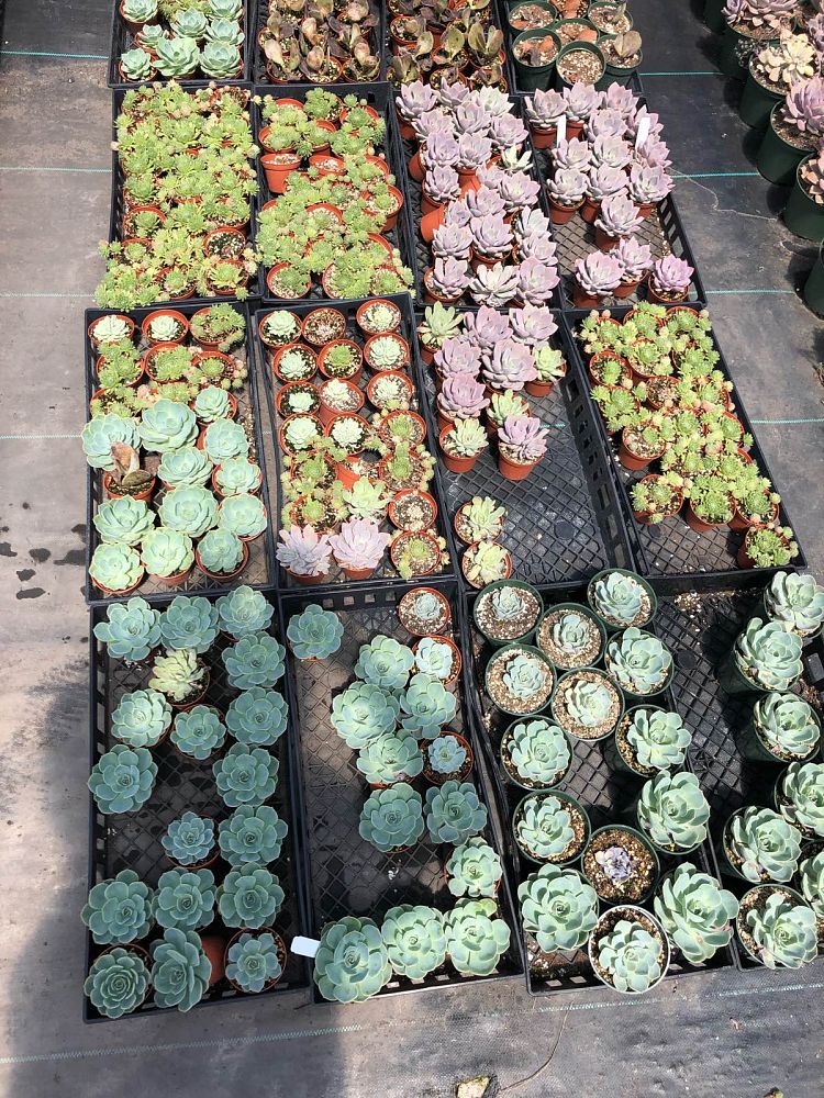 succulents-assorted