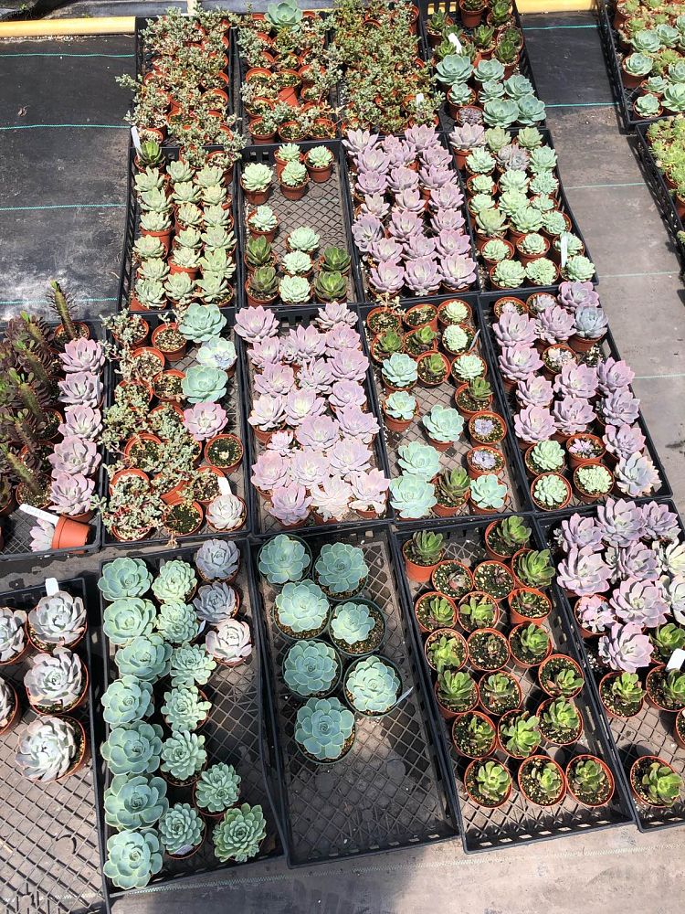 succulents-assorted