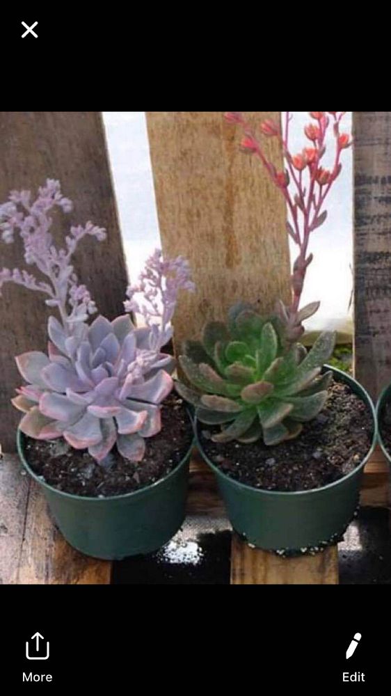 succulents-assorted