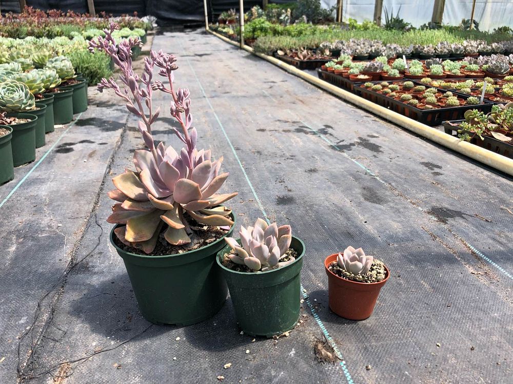 succulents-assorted
