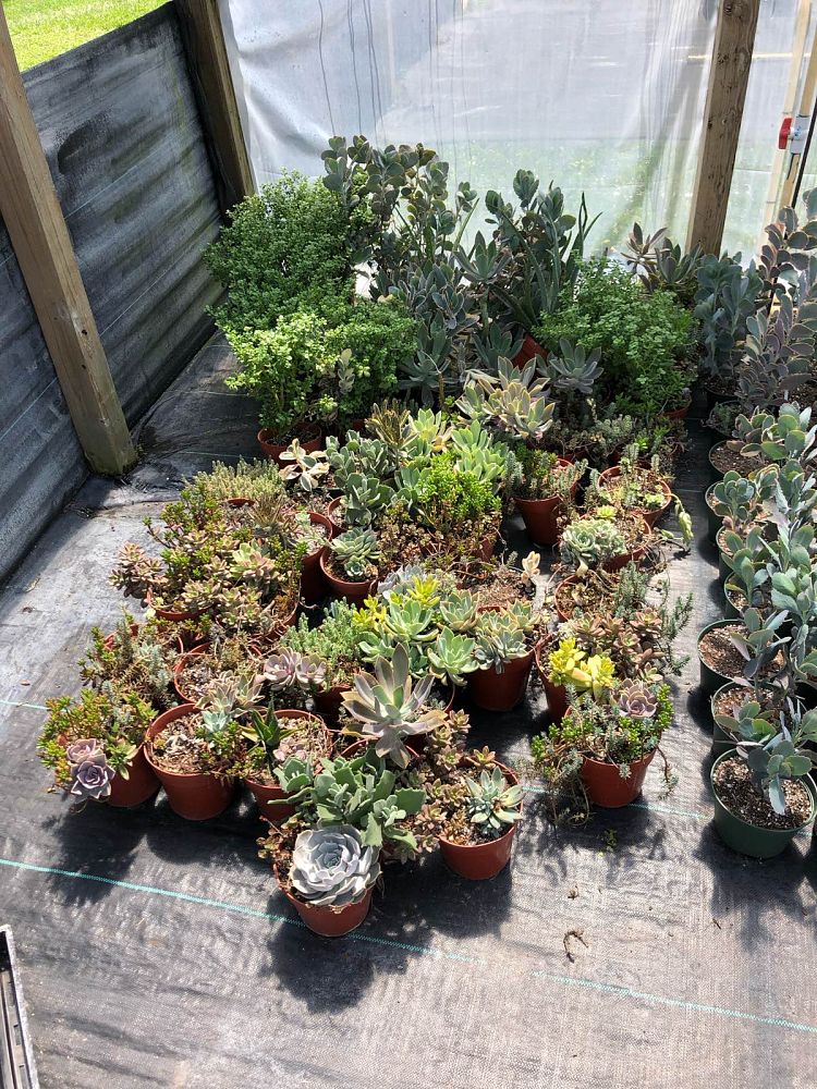 succulents-assorted