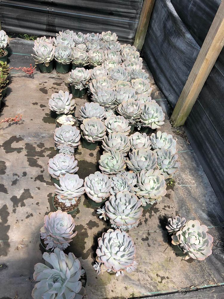 succulents-assorted