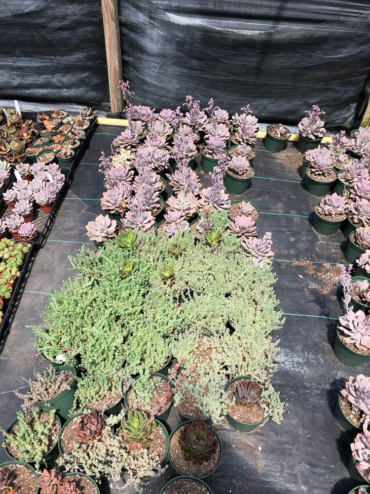 succulents-assorted