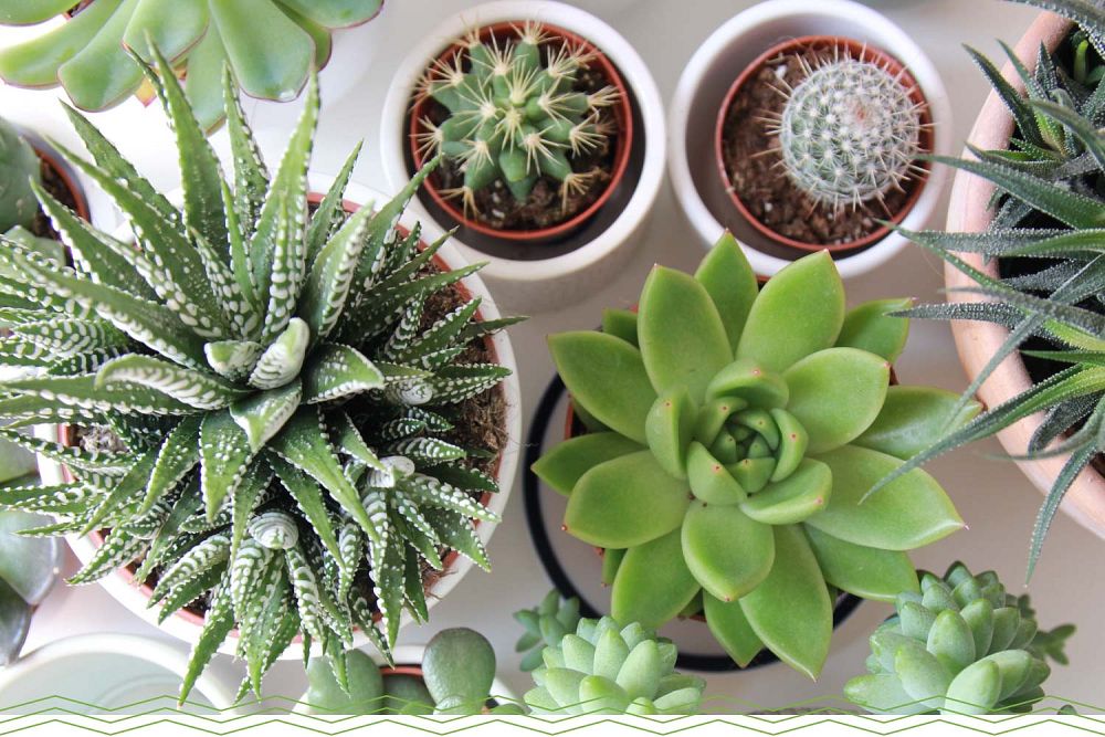 succulents-assorted