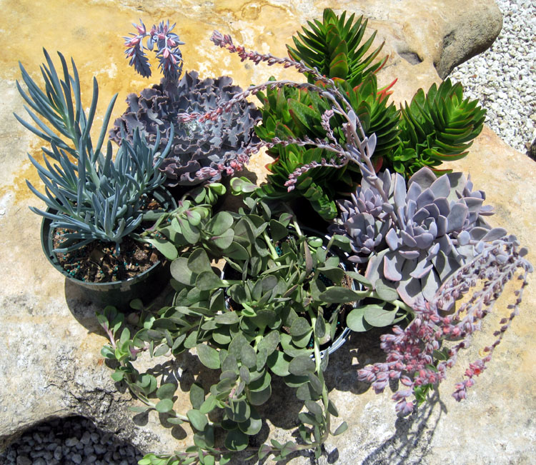 succulents-assorted