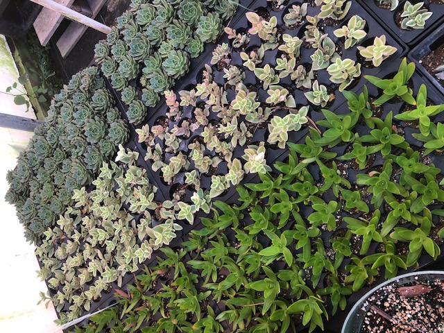 succulents-assorted