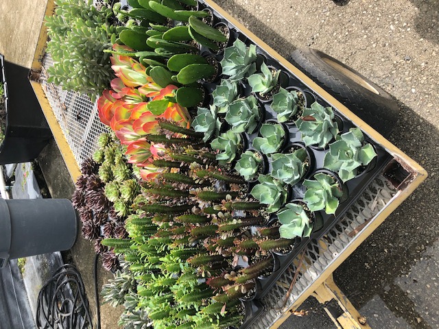 succulents-assorted