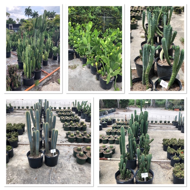 succulents-assorted