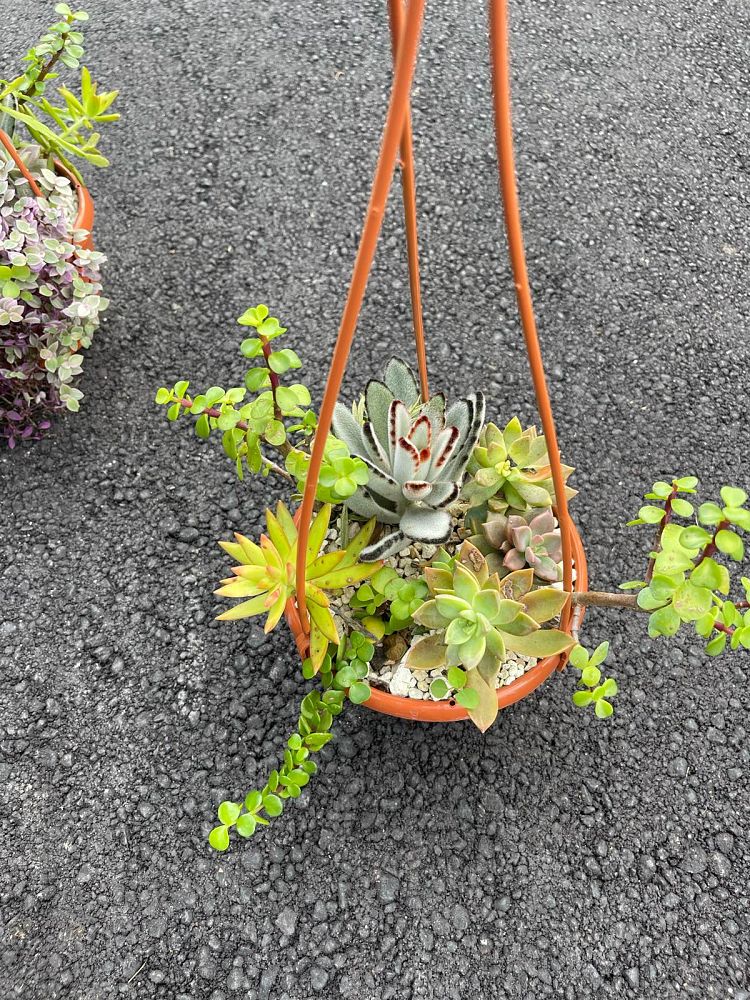 succulents-assorted