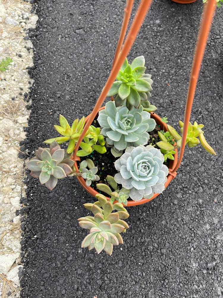succulents-assorted