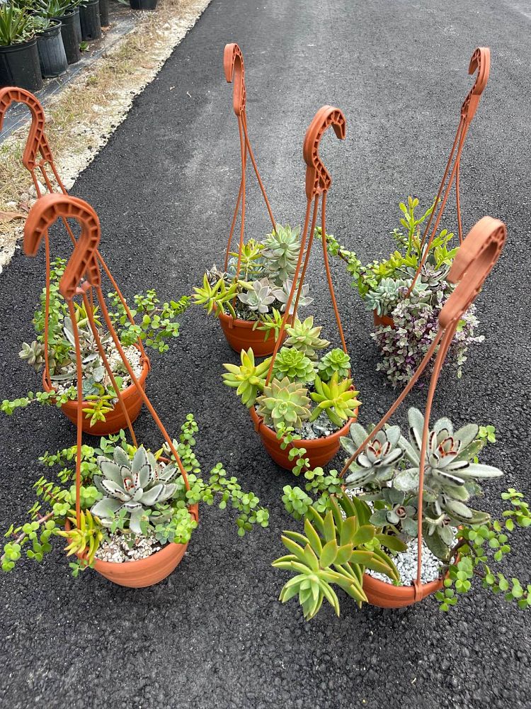 succulents-assorted