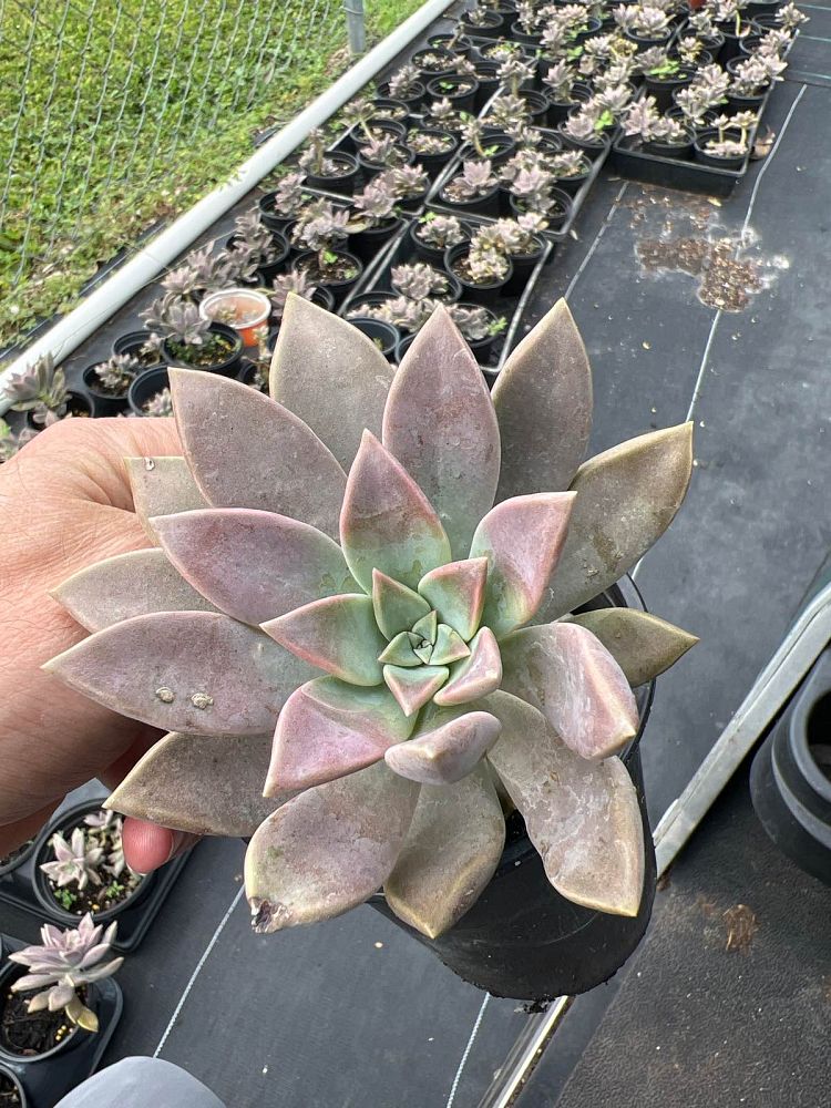 succulents-assorted