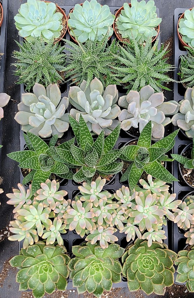 succulents-assorted