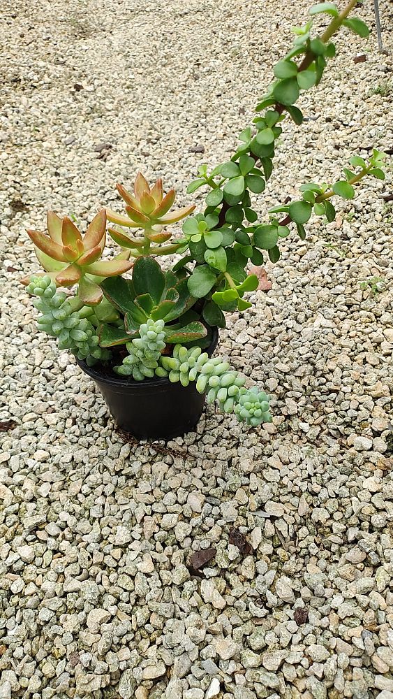 succulents-assorted