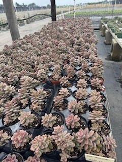succulents-assorted