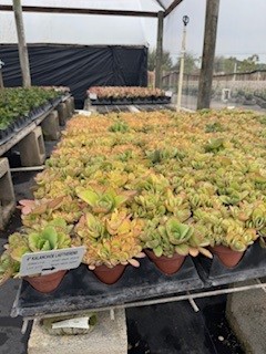 succulents-assorted