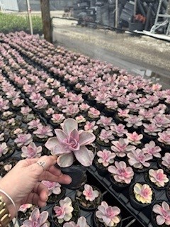 succulents-assorted