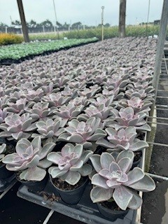 succulents-assorted