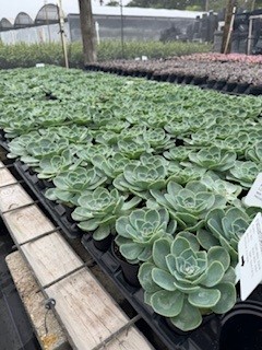 succulents-assorted