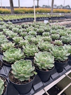 succulents-assorted