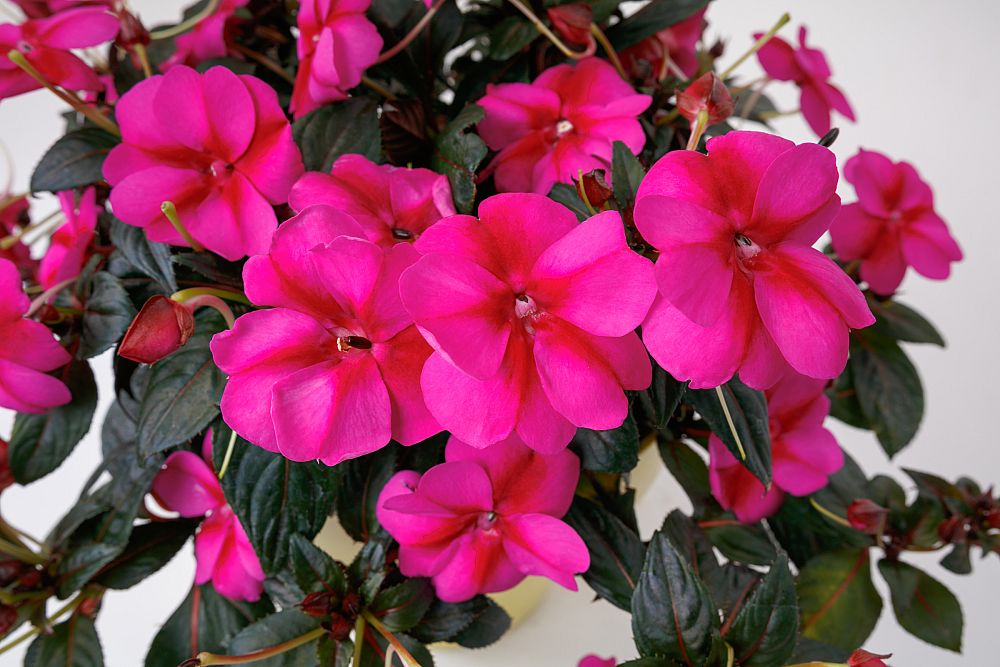 sunpatiens-puple-candy