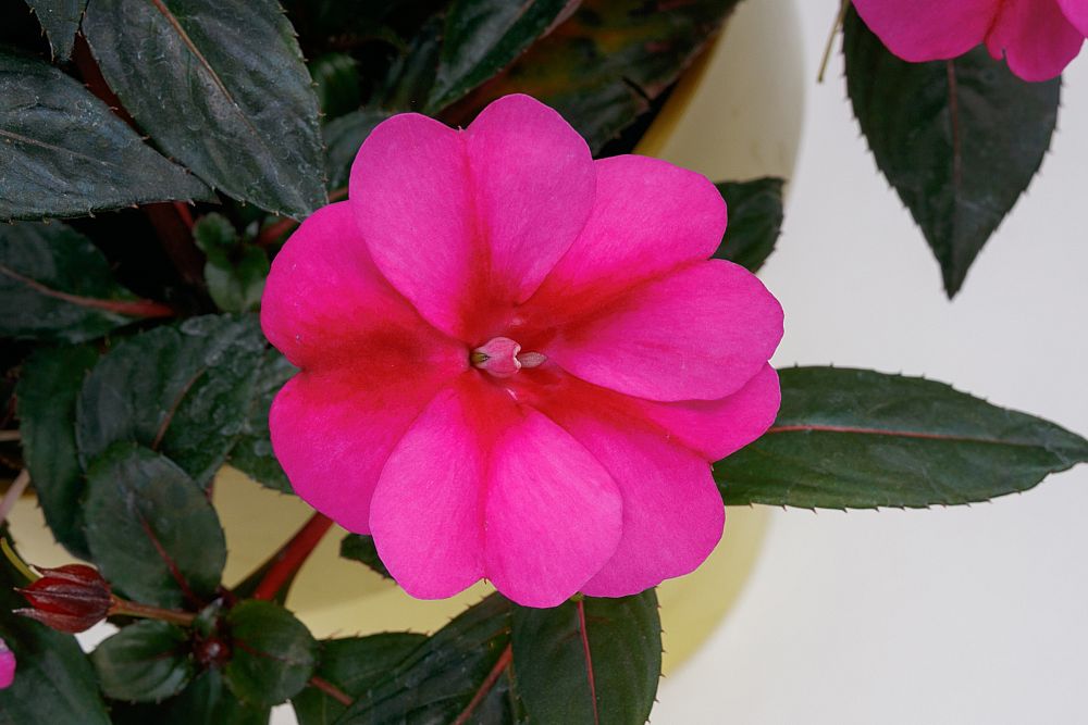 sunpatiens-puple-candy