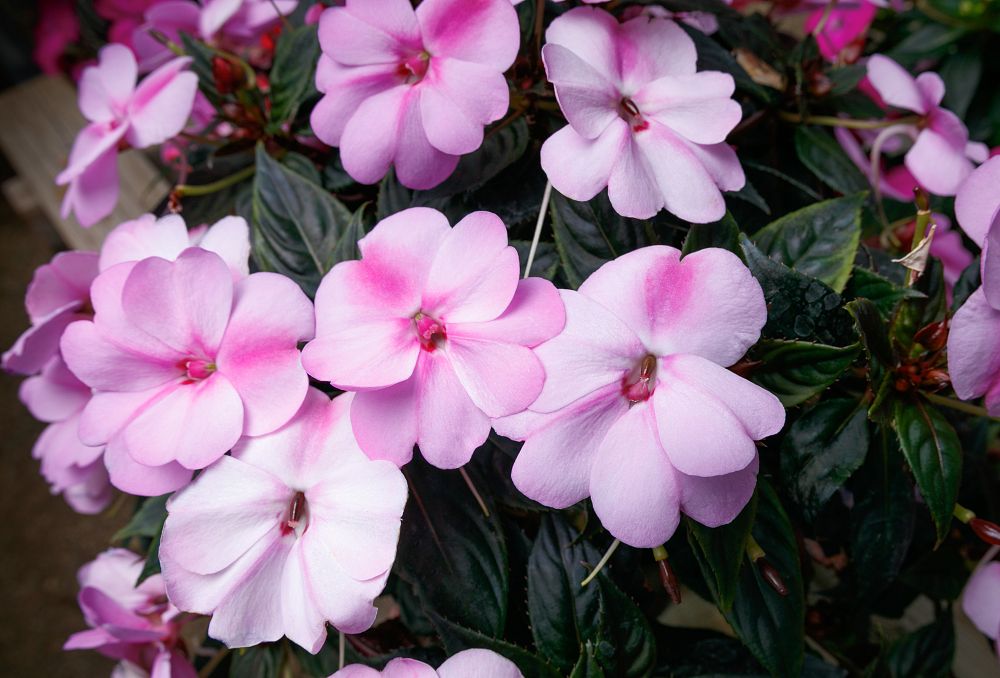 sunpatiens-splash