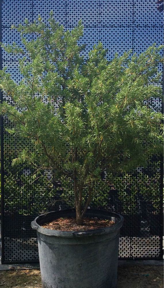 suriana-maritima-bay-cedar