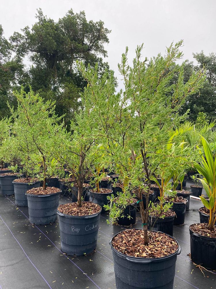 suriana-maritima-bay-cedar