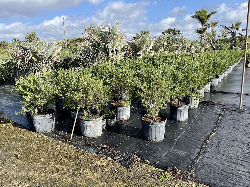 suriana-maritima-bay-cedar