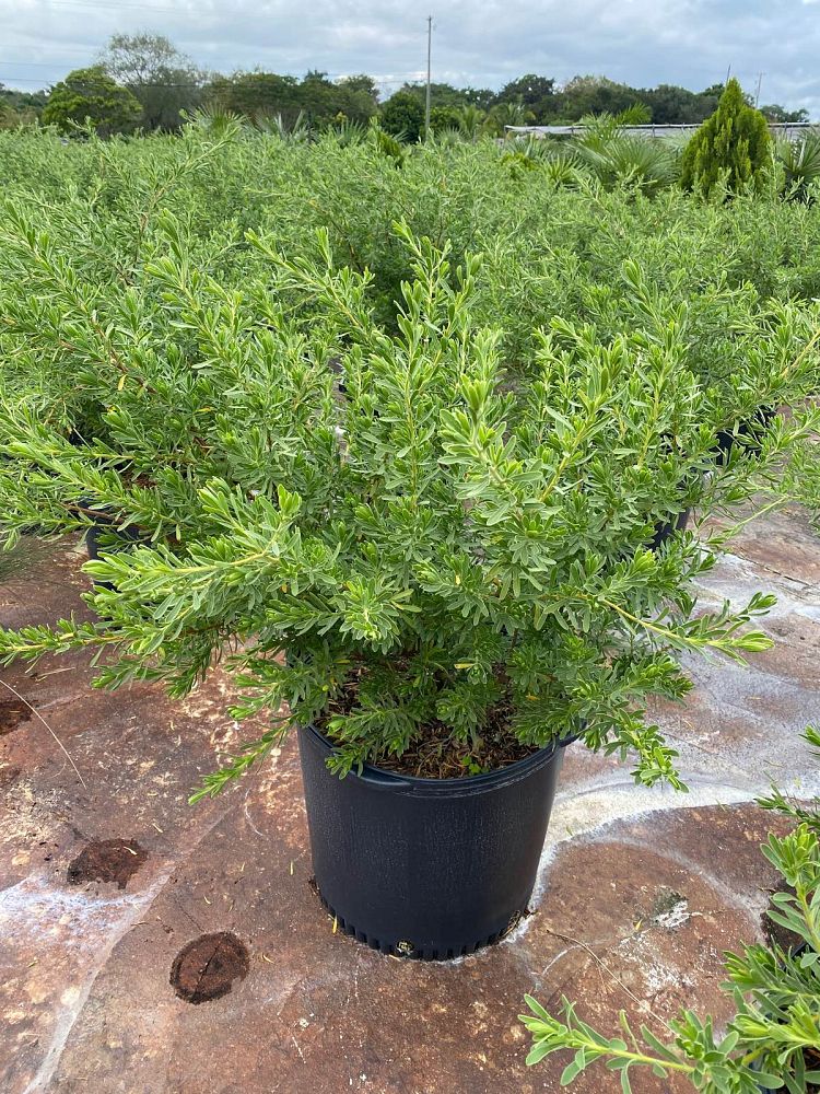 suriana-maritima-bay-cedar