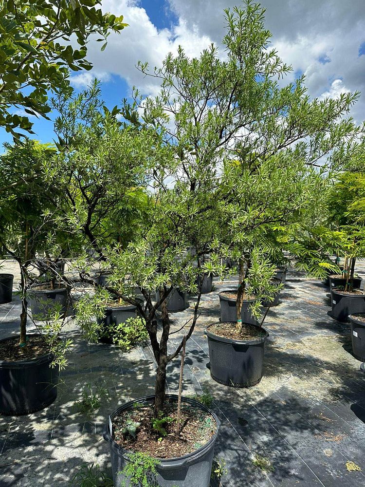 suriana-maritima-bay-cedar