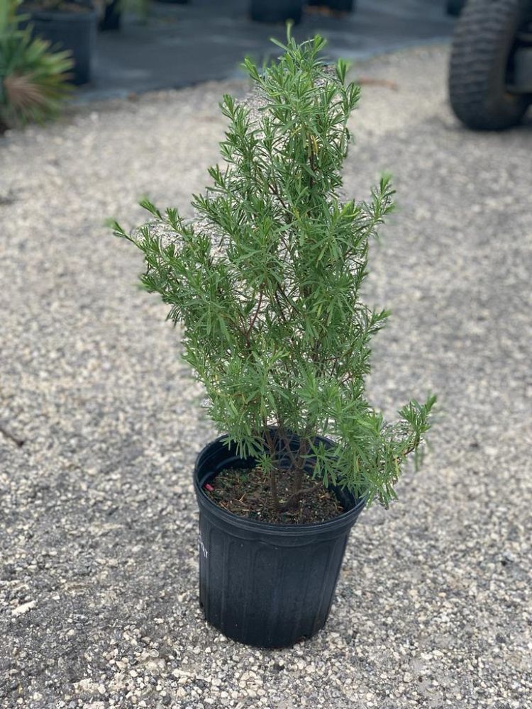 suriana-maritima-bay-cedar