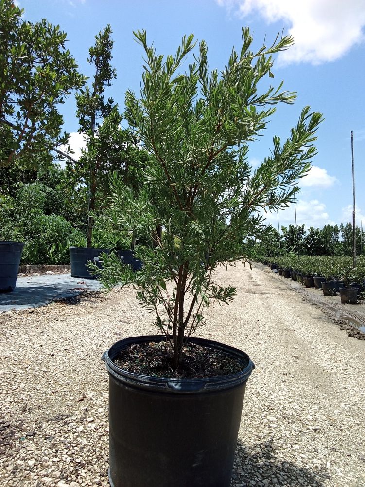 suriana-maritima-bay-cedar