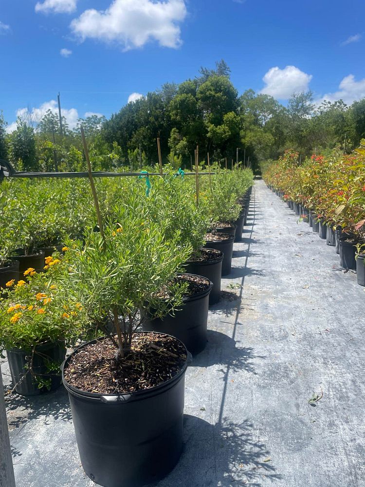 suriana-maritima-bay-cedar
