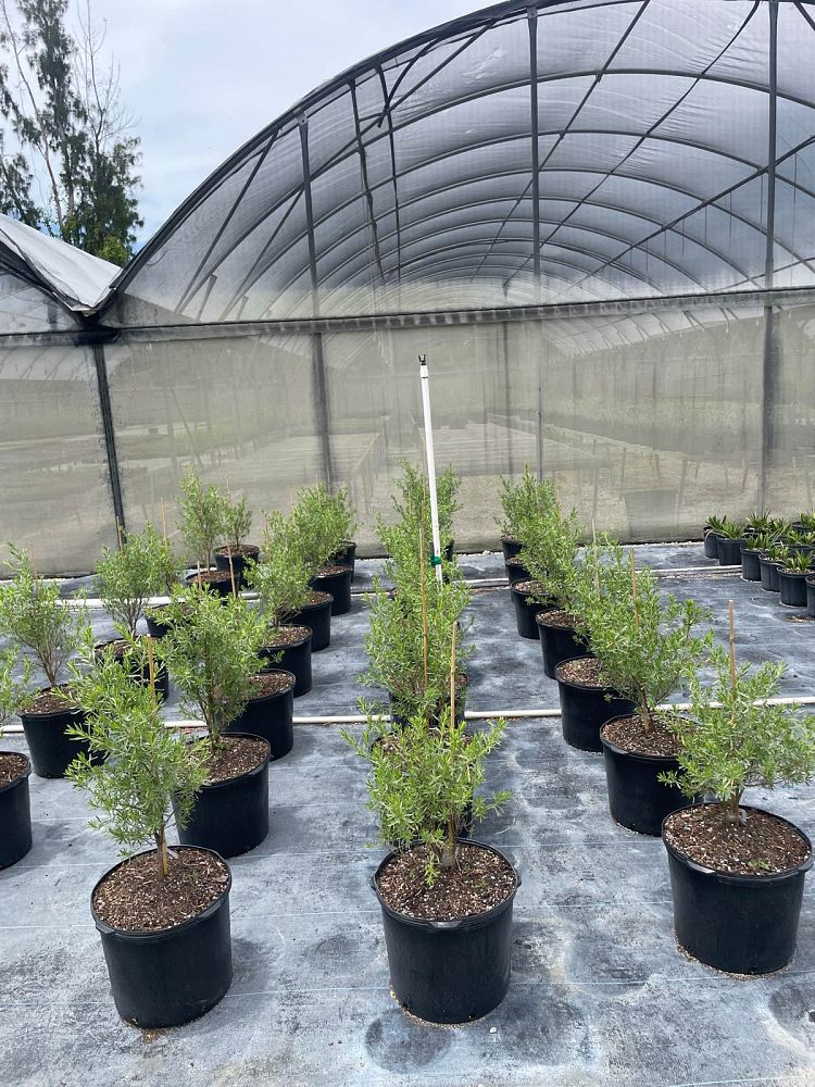 suriana-maritima-bay-cedar