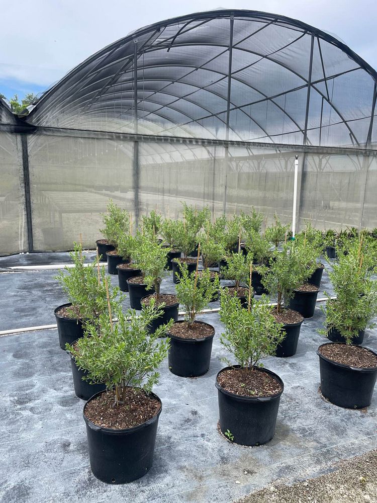 suriana-maritima-bay-cedar