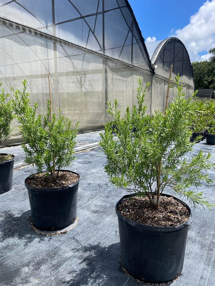 suriana-maritima-bay-cedar