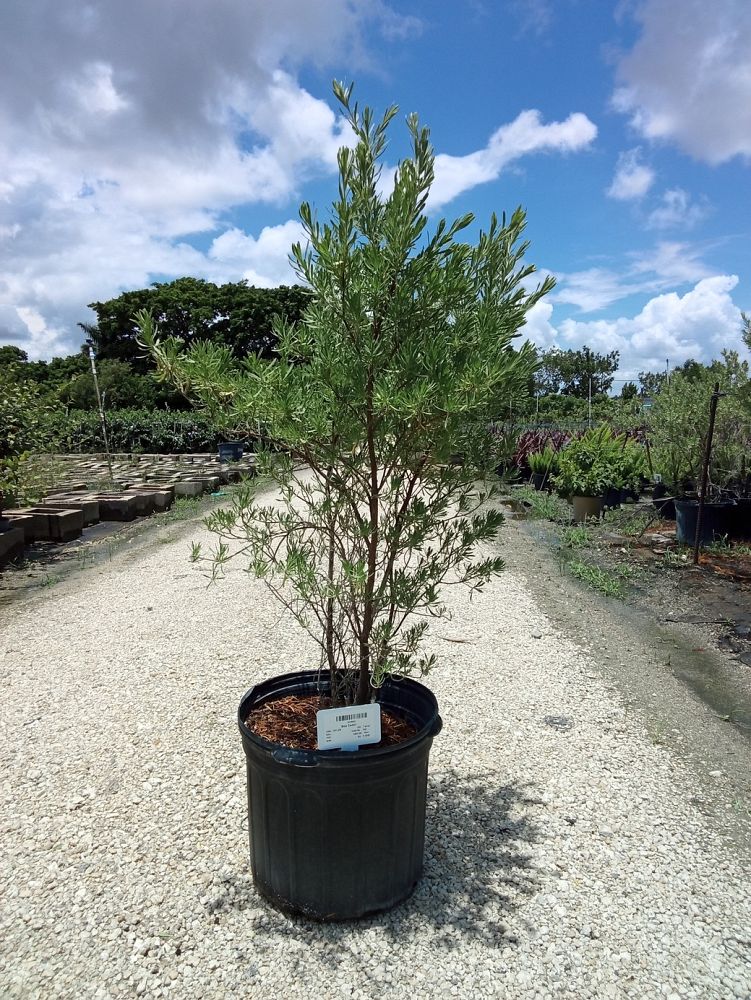 suriana-maritima-bay-cedar