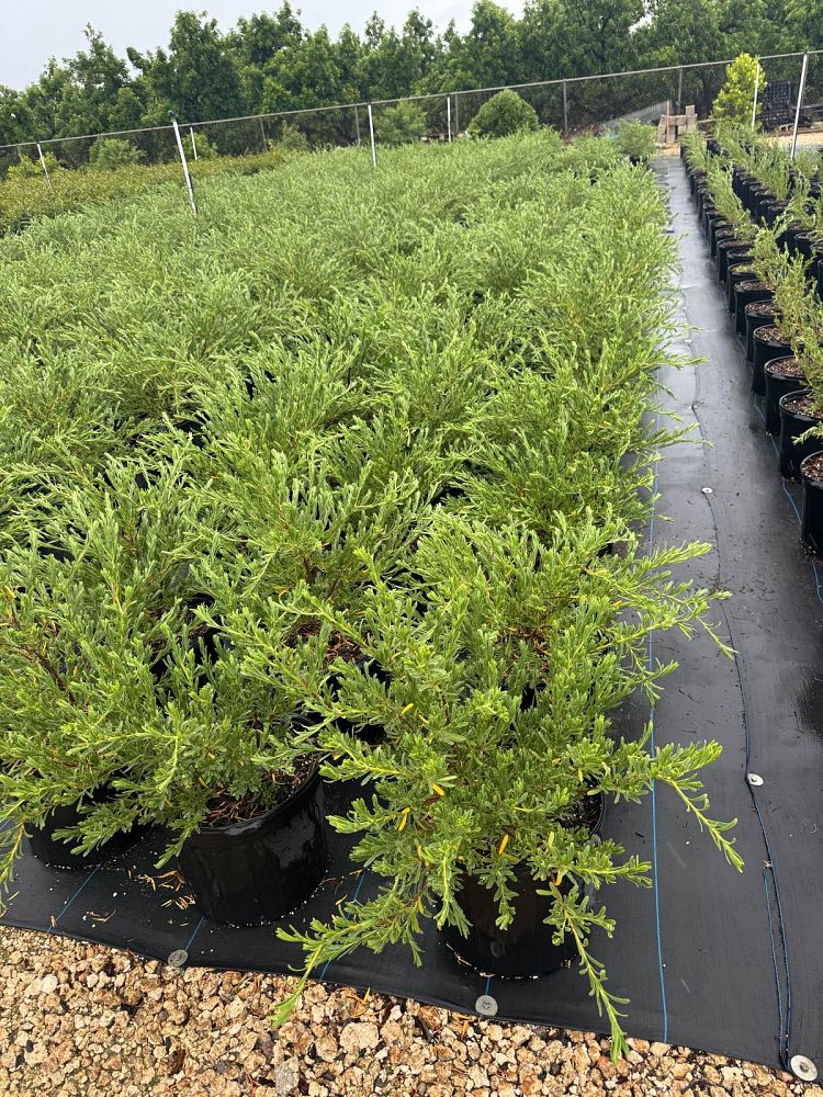suriana-maritima-bay-cedar