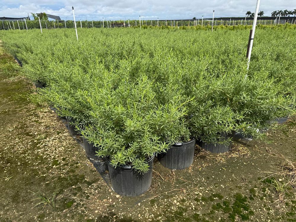 suriana-maritima-bay-cedar
