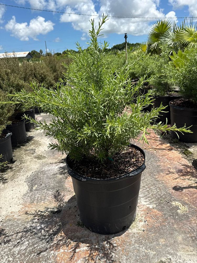 suriana-maritima-bay-cedar