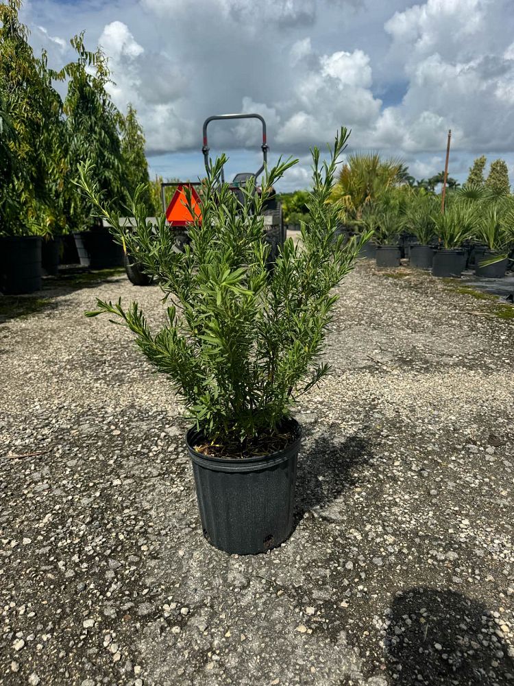 suriana-maritima-bay-cedar
