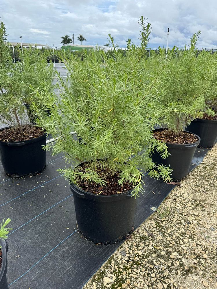 suriana-maritima-bay-cedar