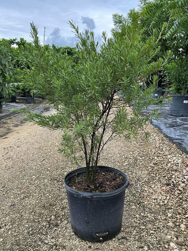 suriana-maritima-bay-cedar