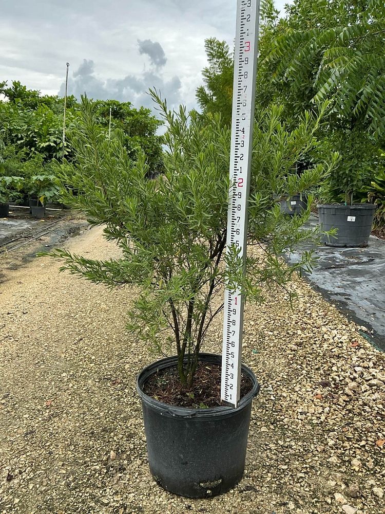suriana-maritima-bay-cedar