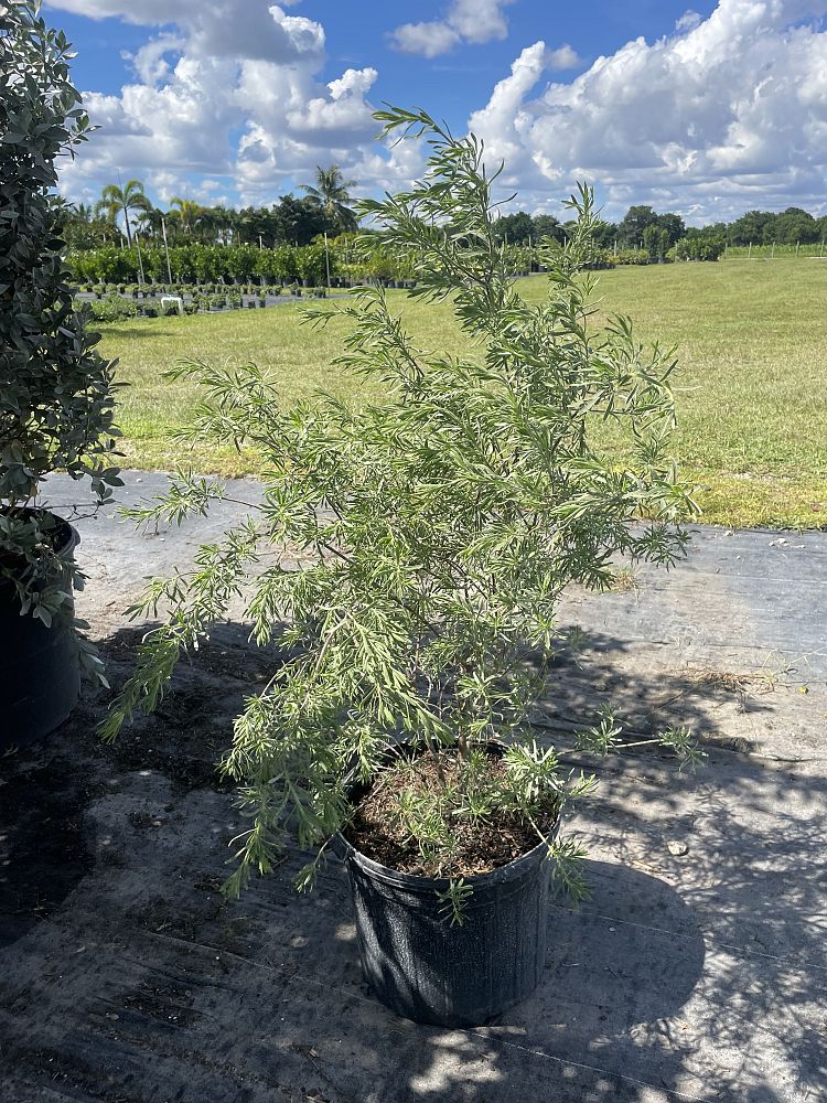 suriana-maritima-bay-cedar