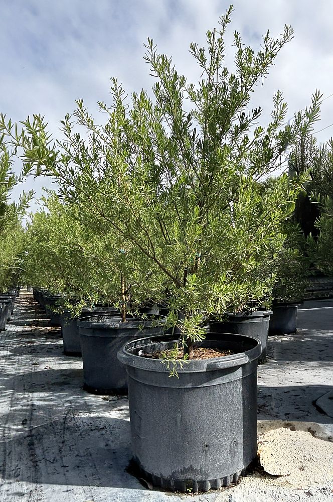 suriana-maritima-bay-cedar